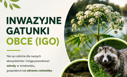 Zdjęcie do Inwazyjne gatunki obce (IGO)